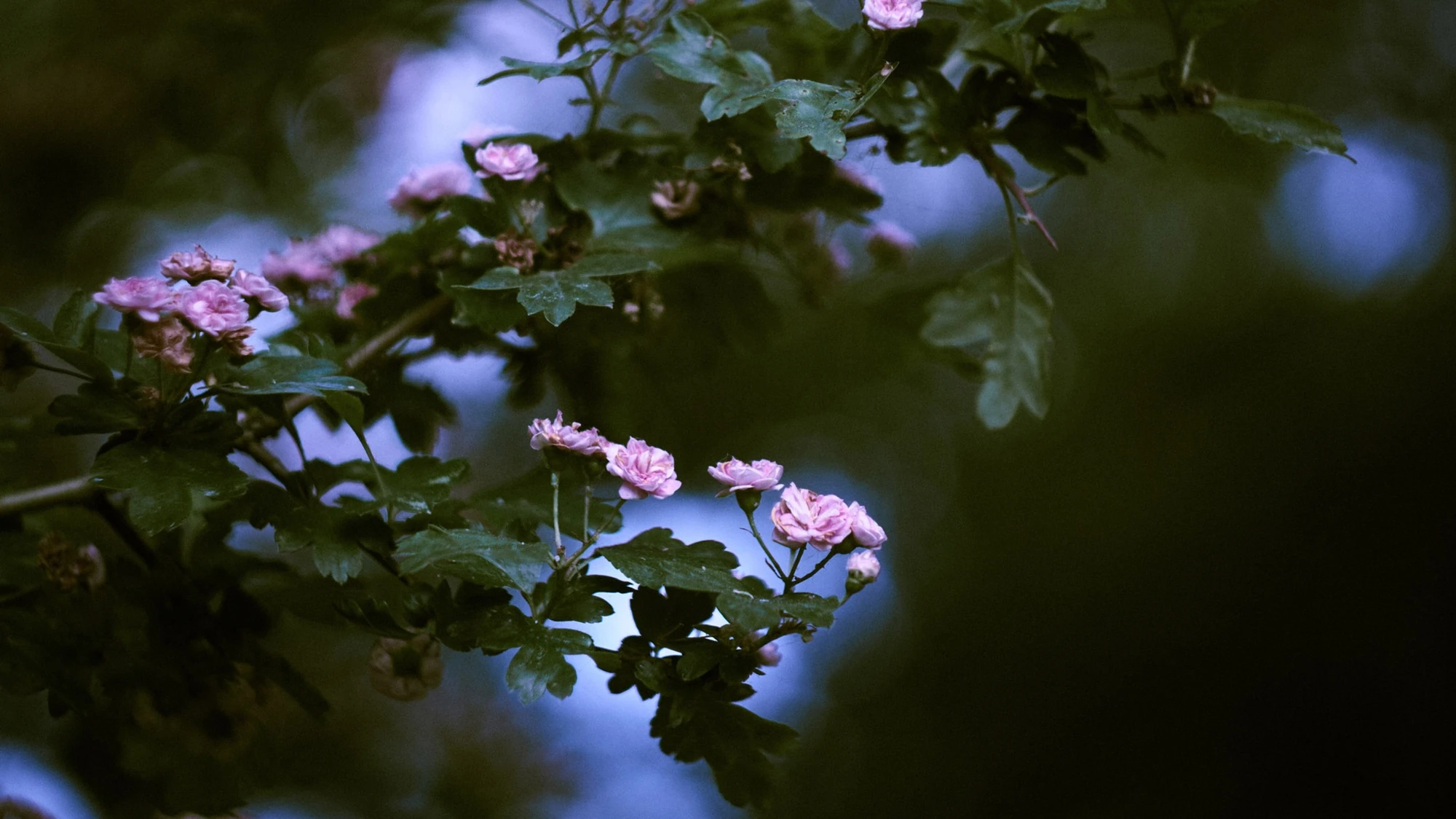 Fleurs roses photographiées dans la végétation